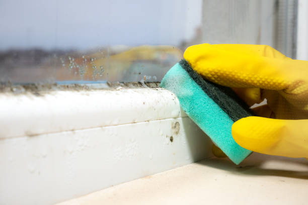 Best Attic Mold Removal  in Miami Springs, FL