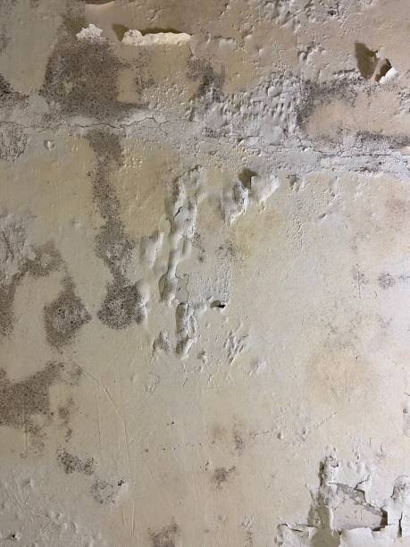 Trusted Miami Springs, FL Mold Removal Experts